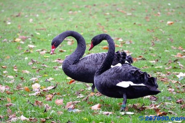 圆明园天鹅幼崽冻湖上大爷踏冰解救：天鹅夫妇在旁守望，并未发起攻击