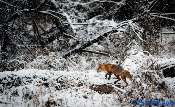 网红狐狸死在雪地里：死因猜测由于高盐导致的肾衰竭