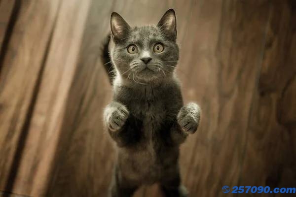 一辆载有950余只猫的运猫车被拦截：猫肉一斤四块五，有的被冒充羊肉猪肉