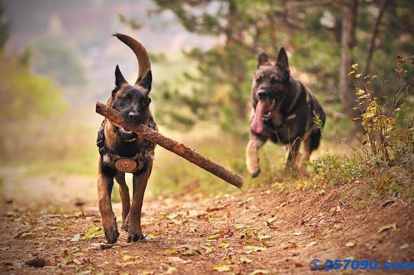 大型犬突然冲出紧咬散步小孩不放：家长果断击打狗头将孩子救出